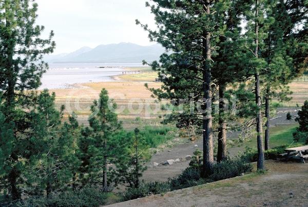Red blooms; Purple blooms; Evergreen; Needles or needle-like leaf; North American Native