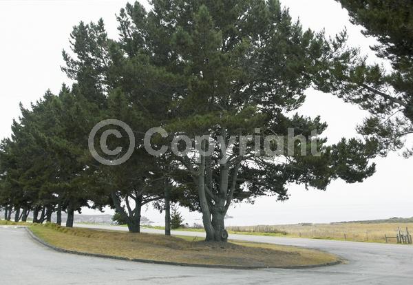 Red blooms; Yellow blooms; Purple blooms; Brown blooms; Evergreen; Needles or needle-like leaf; North American Native