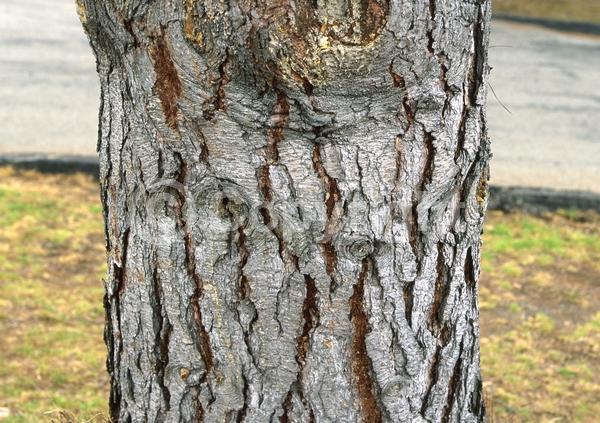 Red blooms; Yellow blooms; Purple blooms; Brown blooms; Evergreen; Needles or needle-like leaf; North American Native
