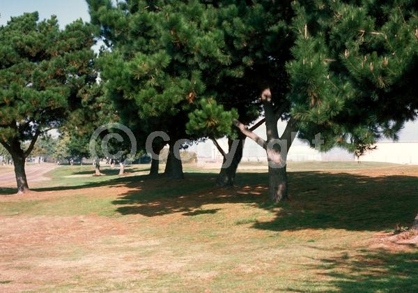 Red blooms; Yellow blooms; Purple blooms; Brown blooms; Evergreen; Needles or needle-like leaf; North American Native