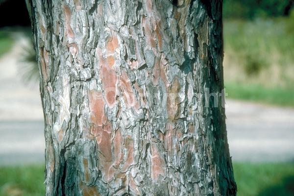 Red blooms; Purple blooms; Evergreen; Needles or needle-like leaf; North American Native