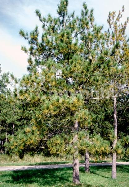 Red blooms; Purple blooms; Evergreen; Needles or needle-like leaf; North American Native