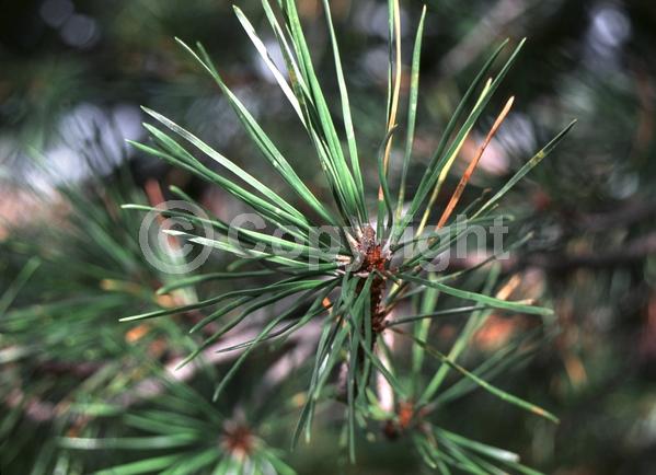 Red blooms; Purple blooms; Evergreen; Needles or needle-like leaf; North American Native