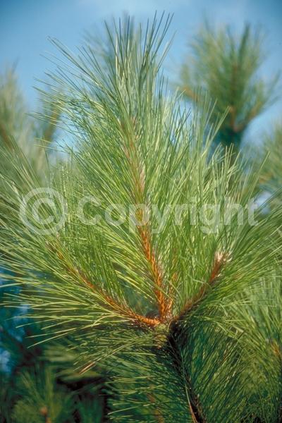 Red blooms; Purple blooms; Evergreen; Needles or needle-like leaf; North American Native