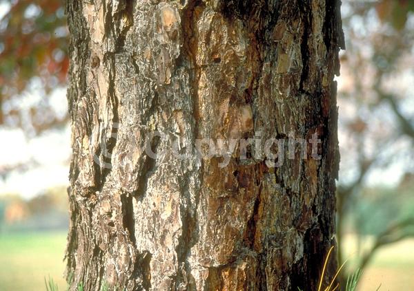 Yellow blooms; Green blooms; Evergreen; Needles or needle-like leaf; North American Native
