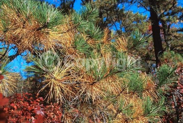 Yellow blooms; Green blooms; Evergreen; Needles or needle-like leaf; North American Native