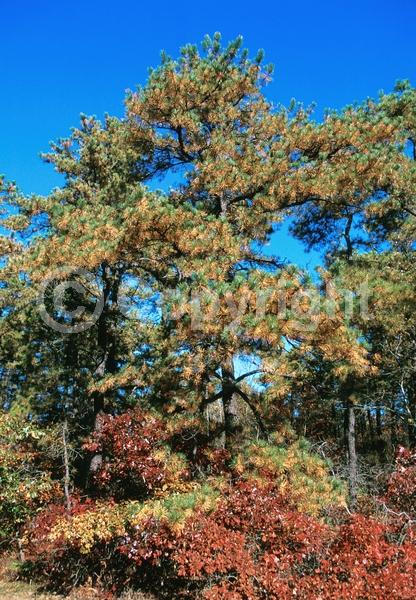 Yellow blooms; Green blooms; Evergreen; Needles or needle-like leaf; North American Native
