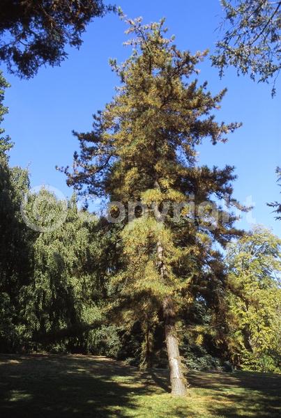 Yellow blooms; Green blooms; Evergreen; Needles or needle-like leaf; North American Native