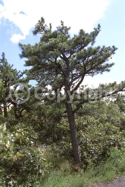 Yellow blooms; Green blooms; Evergreen; Needles or needle-like leaf; North American Native