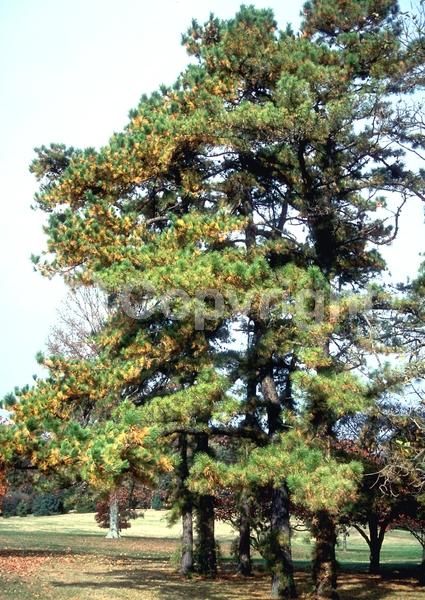 Yellow blooms; Green blooms; Evergreen; Needles or needle-like leaf; North American Native