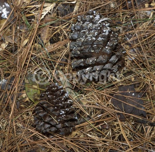 Green blooms; Evergreen; Needles or needle-like leaf