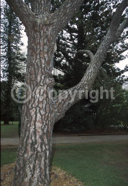 Green blooms; Evergreen; Needles or needle-like leaf