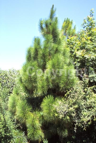 Green blooms; Evergreen; Needles or needle-like leaf