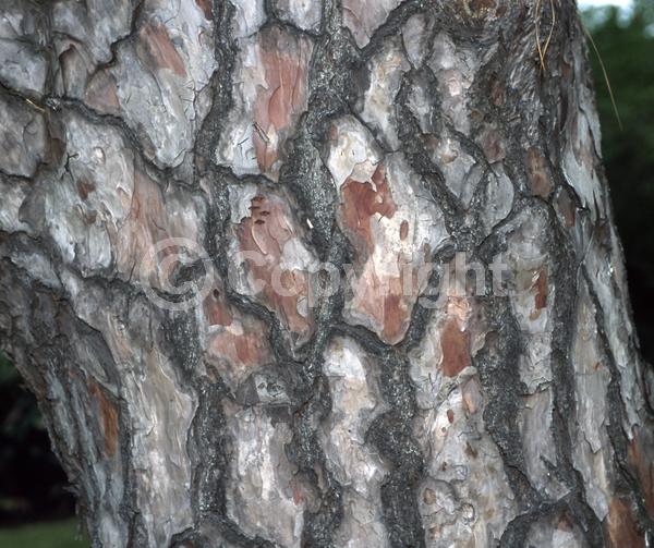 Green blooms; Evergreen; Needles or needle-like leaf