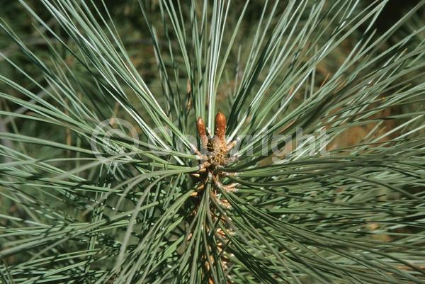 Yellow blooms; Evergreen; Needles or needle-like leaf; North American Native