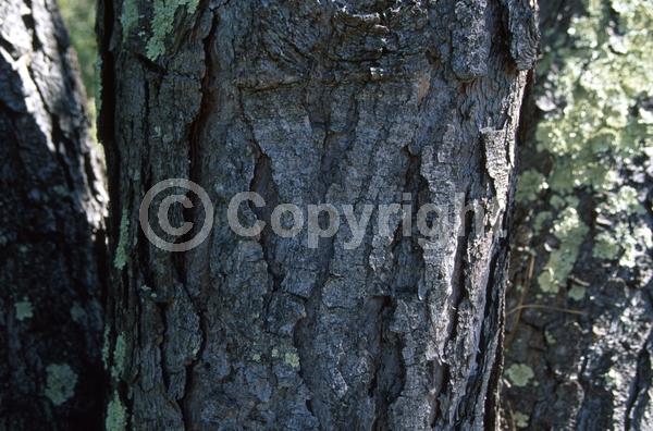 Yellow blooms; Evergreen; Needles or needle-like leaf; North American Native