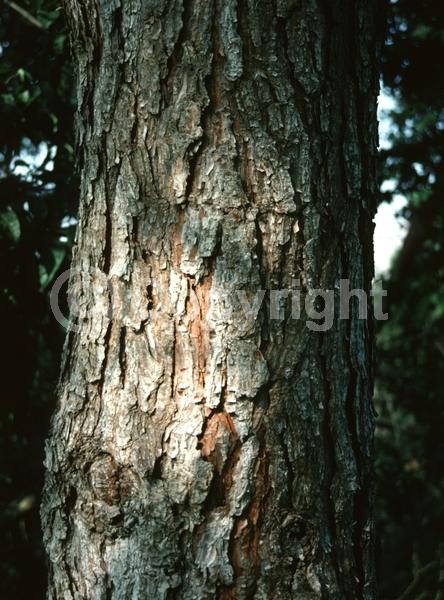 Yellow blooms; Evergreen; Needles or needle-like leaf; North American Native