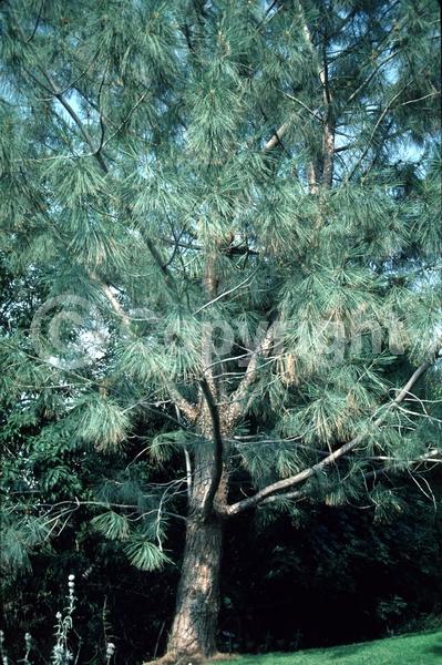 Yellow blooms; Evergreen; Needles or needle-like leaf; North American Native