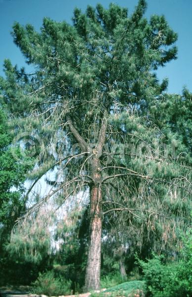 Yellow blooms; Evergreen; Needles or needle-like leaf; North American Native