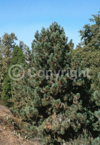 Yellow blooms; Evergreen; Needles or needle-like leaf; North American Native