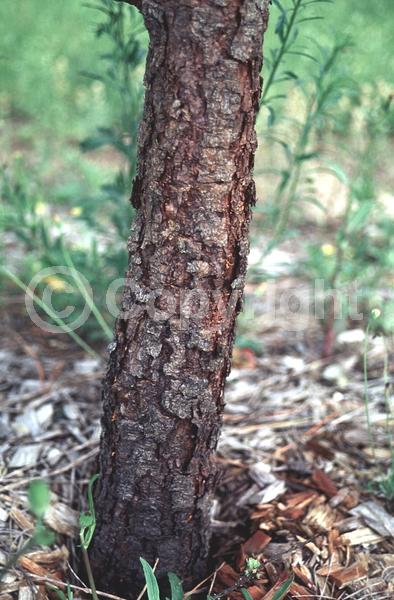 Yellow blooms; Green blooms; Evergreen; Needles or needle-like leaf; North American Native
