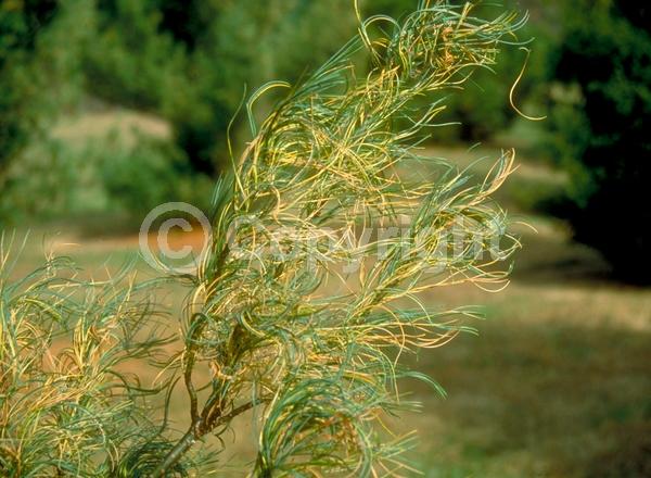 Yellow blooms; Pink blooms; Evergreen; Needles or needle-like leaf