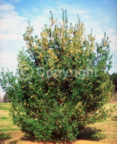 Yellow blooms; Pink blooms; Evergreen; Needles or needle-like leaf