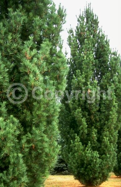 Yellow blooms; Pink blooms; Evergreen; Needles or needle-like leaf