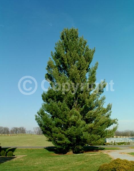 Yellow blooms; Pink blooms; Evergreen; Needles or needle-like leaf