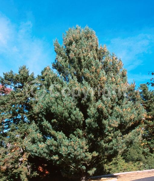 Yellow blooms; Pink blooms; Evergreen; Needles or needle-like leaf