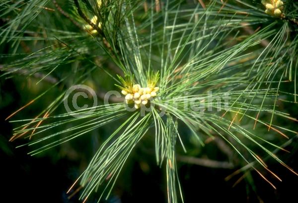 Yellow blooms; Pink blooms; Evergreen; Needles or needle-like leaf