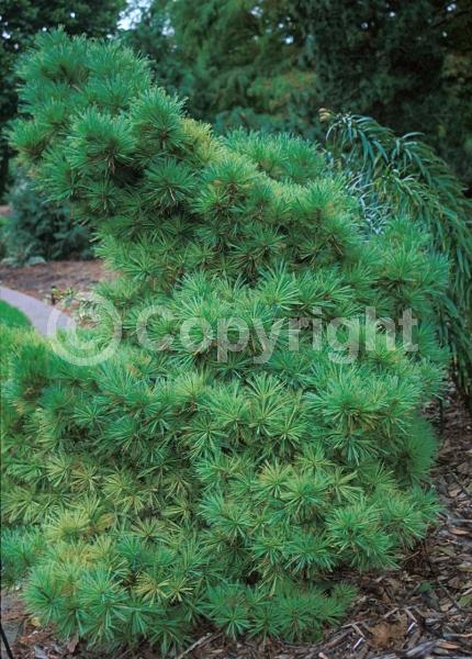 Yellow blooms; Pink blooms; Evergreen; Needles or needle-like leaf