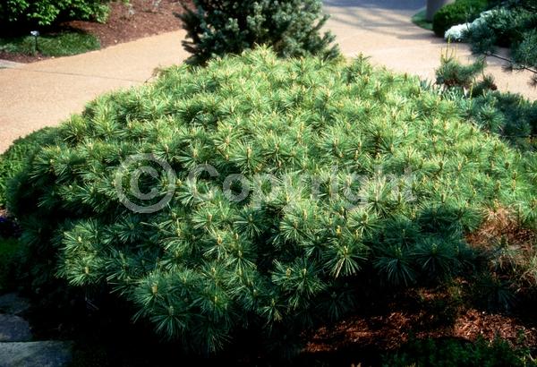 Yellow blooms; Pink blooms; Evergreen; Needles or needle-like leaf