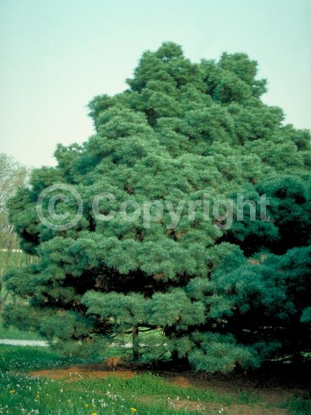 Yellow blooms; Pink blooms; Evergreen; Needles or needle-like leaf