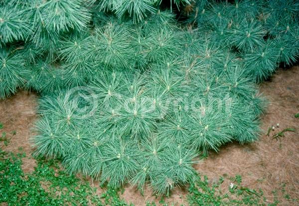 Yellow blooms; Pink blooms; Evergreen; Needles or needle-like leaf