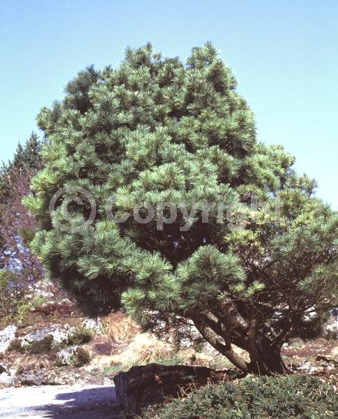 Yellow blooms; Pink blooms; Evergreen; Needles or needle-like leaf
