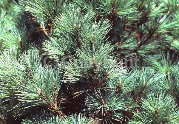 Yellow blooms; Pink blooms; Evergreen; Needles or needle-like leaf