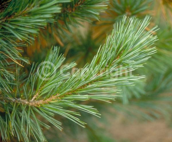 Yellow blooms; Pink blooms; Evergreen; Needles or needle-like leaf