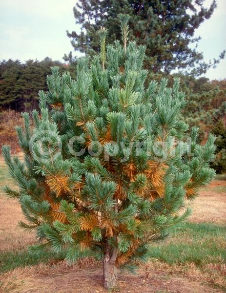 Yellow blooms; Pink blooms; Evergreen; Needles or needle-like leaf