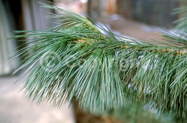 Yellow blooms; Green blooms; Evergreen; Needles or needle-like leaf; North American Native