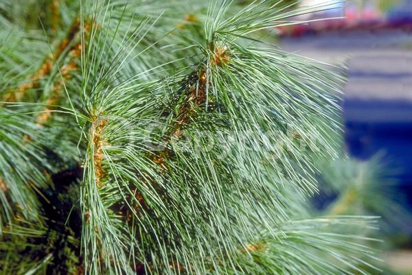 Yellow blooms; Pink blooms; Evergreen; Needles or needle-like leaf; North American Native