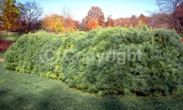 Yellow blooms; Pink blooms; Evergreen; Needles or needle-like leaf; North American Native