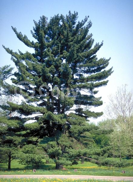 Yellow blooms; Pink blooms; Evergreen; Needles or needle-like leaf; North American Native