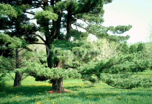 Yellow blooms; Pink blooms; Evergreen; Needles or needle-like leaf; North American Native