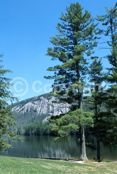 Yellow blooms; Pink blooms; Evergreen; Needles or needle-like leaf; North American Native