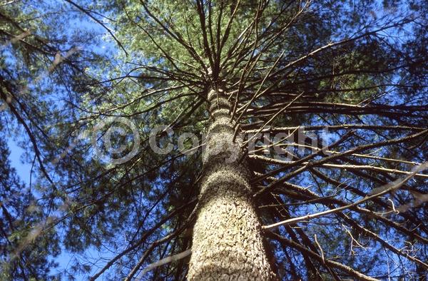 Yellow blooms; Pink blooms; Evergreen; Needles or needle-like leaf; North American Native