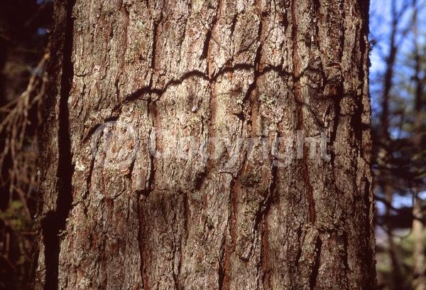 Yellow blooms; Pink blooms; Evergreen; Needles or needle-like leaf; North American Native