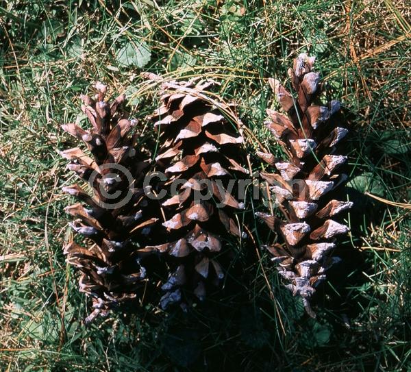 Yellow blooms; Pink blooms; Evergreen; Needles or needle-like leaf; North American Native