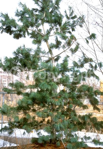 Yellow blooms; Green blooms; Evergreen; Needles or needle-like leaf; North American Native