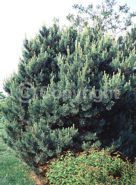 Yellow blooms; Evergreen; Needles or needle-like leaf